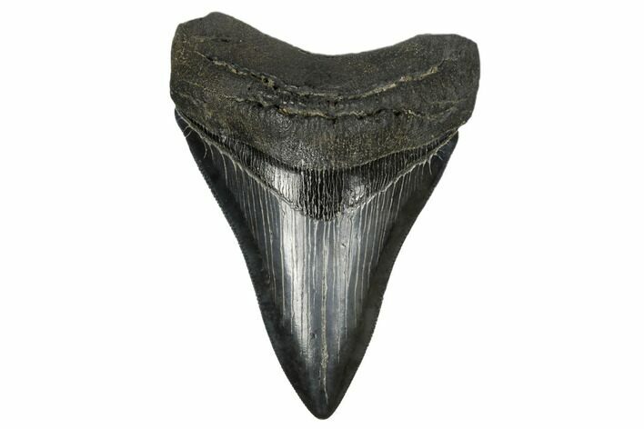 Serrated, Fossil Megalodon Tooth - South Carolina #173897